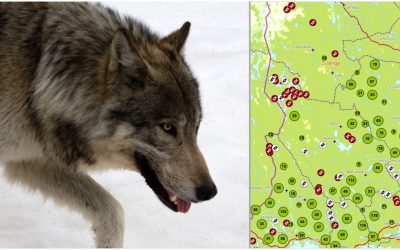 Snart avslutas den extrainsatta DNA-inventeringen av varg. Kartan visar varifrån spillningsprover hittills skickats in. Källa: Rovbase