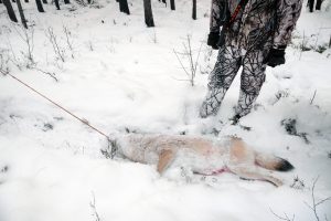 Frågan som ska avgöras i EU-domstolen gäller finsk vargjakt, men kan få återverkningar på den svenska vargförvaltningen.