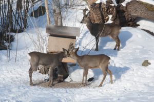 Att det bara är jägare som hjälper viltet när djuren har det svårt stämmer inte, anser insändarskribenten. Foto: Jan Henricson