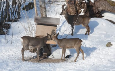 Att det bara är jägare som hjälper viltet när djuren har det svårt stämmer inte, anser insändarskribenten. Foto: Jan Henricson