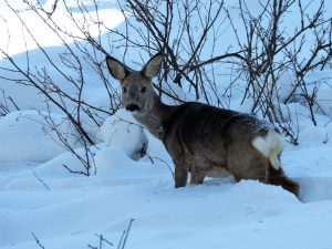 Rådjur fotograferat i Bräcke kommun. Det är ett av många rådjur i området som dör nu under vårvintern om inte det inte stödutfodras. Foto: Per Andersson