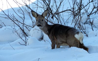 Rådjur fotograferat i Bräcke kommun. Det är ett av många rådjur i området som dör nu under vårvintern om inte det inte stödutfodras. Foto: Per Andersson