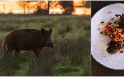 Jägareförbundets har sevärda kortfilmer om tillvaratagande av vildsvin. Foto: Mostphotos