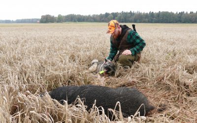 Jägarna i Tåkernbygdens jaktvårdskrets förbereder sig inför att vildsvinsskadorna på de odlade fälten kommer att öka. Foto: Boo Westlund