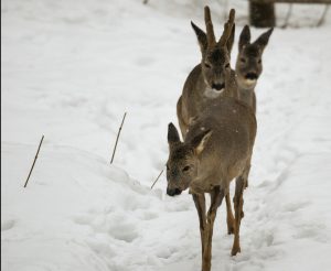 Rådjur med avskalad päls på benen. Foto: Hasse Ångman