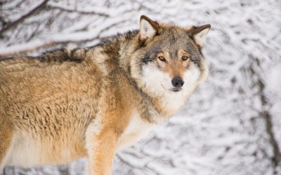 ”Hur kan det behövas så många fler vargar här än exempelvis i Yellowstone”, frågar sig skribenten.