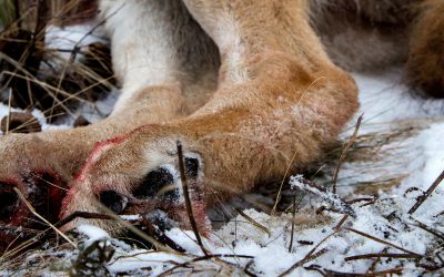Länsstyrelsen i Södermanland beslutar om skyddsjakt på en skabbangripen varg. Arkivfoto: Olle Olsson