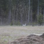 Björkebydov_1