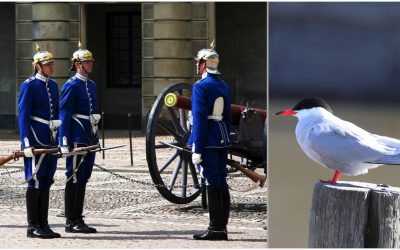 Foto: Mostphotos samt Niklas Liljebäck (fisktärna)