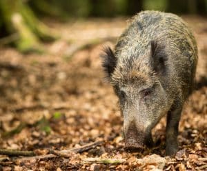 Skribenten tycker inte att vi behöver någon ny hundras för någon jakt, utan större förståelse att förvalta varje hundindivid på bästa sätt utifrån dess egenskaper.