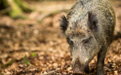 Skribenten tycker inte att vi behöver någon ny hundras för någon jakt, utan större förståelse att förvalta varje hundindivid på bästa sätt utifrån dess egenskaper.