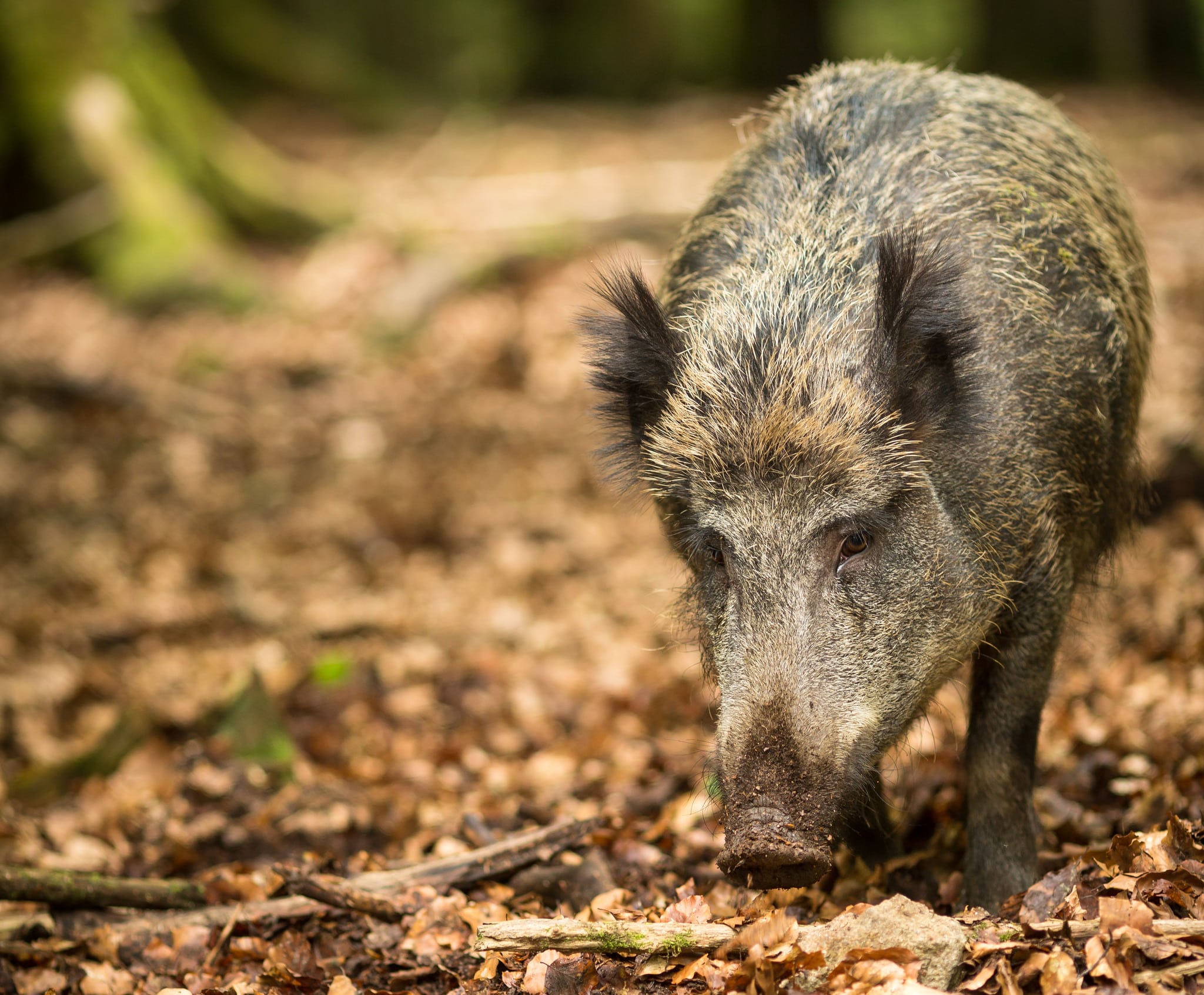 Skribenten tycker inte att vi behöver någon ny hundras för någon jakt, utan större förståelse att förvalta varje hundindivid på bästa sätt utifrån dess egenskaper.