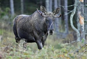 Så blir jakttiderna för älg jaktåret 2018–2019.
