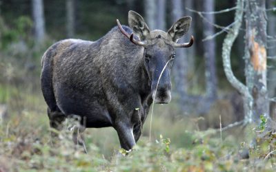 Så blir jakttiderna för älg jaktåret 2018–2019.