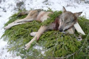 Det hävdar Torbjörn Larsson som i egenskap av Svenska Jägareförbundets och Nordisk jägarsamverkans ordförande deltog i en paneldebatt för International Council for Game och Wildlife Conservations (CIC) 65:e generalförsamling. Där deltog även Nicola Notaro, ansvarig tjänsteman för EU-kommissionens naturvårdsarbete. Torbjörn Larsson var tydlig i sin ståndpunkt att vargstammen måste förvaltas i de delar av EU där den nått gynnsam bevarandestatus. - Det finns ett stort behov av vargjakt i bland annat mellersta Sverige och södra Finland eftersom det nu förekommer påtagliga socio-ekonomiska konsekvenser. Vargarna påverkar landsbygden på ett alldeles för negativt sätt. Det gäller jakten, tamdjuren, värden av gårdar och mycket annat, sa Torbjörn Larsson under debatten. Han hade även ett samtal med Nicola Notaro angående Sveriges licensjakt där EU inlett ett överträdelseförfarande. Svenska Jägareförbundet har under de senaste åren ökat närvaron och insatserna på EU-nivå. - En hel del beslut i EU påverkar jakten. Då måste vi vara plats. Jag bedömer det som att våra insatser gör skillnad. Just nu flyttar vi fram våra positioner i bland annat den Europeiska jägarfederationen, FACE. Det gör att förståelsen ökar om den nordiska jaktkulturen. Det är nödvändigt om politiker och tjänstemän ska förstå att vår viltförvaltning är långsiktig, adaptiv och hållbar, säger Torbjörn Larsson, som vill se ett ökat stöd från svenska politiker och tjänstemän. - Den svenska modellen för vargjakt är bra och följer direktiven. Detta borde alla våra politiker kunna stå upp för, säger Torbjörn Larsson.