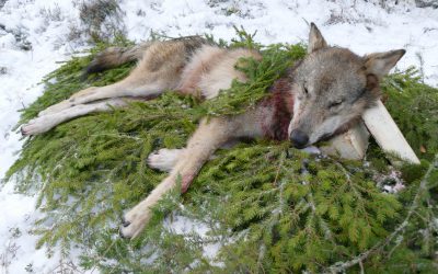 Det hävdar Torbjörn Larsson som i egenskap av Svenska Jägareförbundets och Nordisk jägarsamverkans ordförande deltog i en paneldebatt för International Council for Game och Wildlife Conservations (CIC) 65:e generalförsamling. Där deltog även Nicola Notaro, ansvarig tjänsteman för EU-kommissionens naturvårdsarbete. Torbjörn Larsson var tydlig i sin ståndpunkt att vargstammen måste förvaltas i de delar av EU där den nått gynnsam bevarandestatus. - Det finns ett stort behov av vargjakt i bland annat mellersta Sverige och södra Finland eftersom det nu förekommer påtagliga socio-ekonomiska konsekvenser. Vargarna påverkar landsbygden på ett alldeles för negativt sätt. Det gäller jakten, tamdjuren, värden av gårdar och mycket annat, sa Torbjörn Larsson under debatten. Han hade även ett samtal med Nicola Notaro angående Sveriges licensjakt där EU inlett ett överträdelseförfarande. Svenska Jägareförbundet har under de senaste åren ökat närvaron och insatserna på EU-nivå. - En hel del beslut i EU påverkar jakten. Då måste vi vara plats. Jag bedömer det som att våra insatser gör skillnad. Just nu flyttar vi fram våra positioner i bland annat den Europeiska jägarfederationen, FACE. Det gör att förståelsen ökar om den nordiska jaktkulturen. Det är nödvändigt om politiker och tjänstemän ska förstå att vår viltförvaltning är långsiktig, adaptiv och hållbar, säger Torbjörn Larsson, som vill se ett ökat stöd från svenska politiker och tjänstemän. - Den svenska modellen för vargjakt är bra och följer direktiven. Detta borde alla våra politiker kunna stå upp för, säger Torbjörn Larsson.