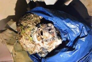 Det var den här björnskallen som 64-åringen hade lagt i en frys som tillhörde björnforskningsprojektet.