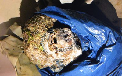 Det var den här björnskallen som 64-åringen hade lagt i en frys som tillhörde björnforskningsprojektet.