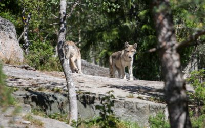 Totalt berördes Örebro län av 4,5 vargföryngringar den senaste inventeringssäsongen. Det visar siffror från länsstyrelsen.