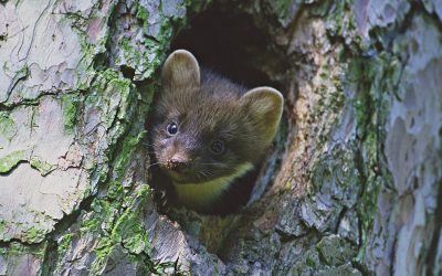 Testa dina mårdkunskaper i Svensk Jakts frågetävling. Foto: Kjell-Erik Moseid