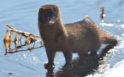 Testa dina minkkunskaper i Svensk Jakts frågetävling. Foto: Mostphotos