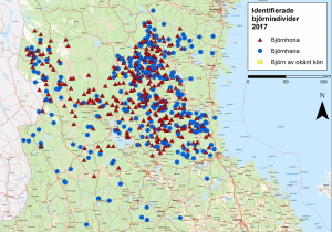 Här hittades björnarna vid höstens spillningsinventering. Källa: SLU