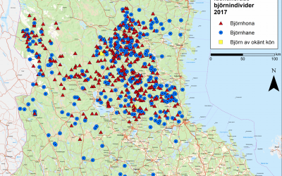 Här hittades björnarna vid höstens spillningsinventering. Källa: SLU