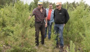 Fredrik Pettersson diskuterar undermåliga tallplantor med Anders Arrenius och Thomas Karlsson. I planteringen ser i stort sett varenda tall ut som på bilden, eller värre. Och det beror inte på viltbete.