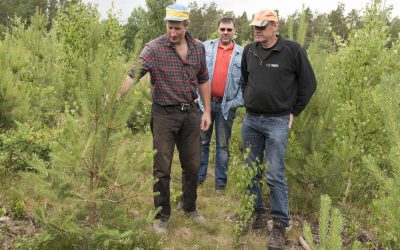 Fredrik Pettersson diskuterar undermåliga tallplantor med Anders Arrenius och Thomas Karlsson. I planteringen ser i stort sett varenda tall ut som på bilden, eller värre. Och det beror inte på viltbete.