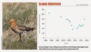 Magnus Johansson gläder sig åt rödspovens framgångar, som Ölandsjägarna har en stor del igenom sin ihärdiga jakt på predatorer.