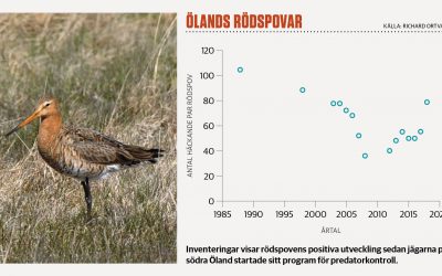 Magnus Johansson gläder sig åt rödspovens framgångar, som Ölandsjägarna har en stor del igenom sin ihärdiga jakt på predatorer.