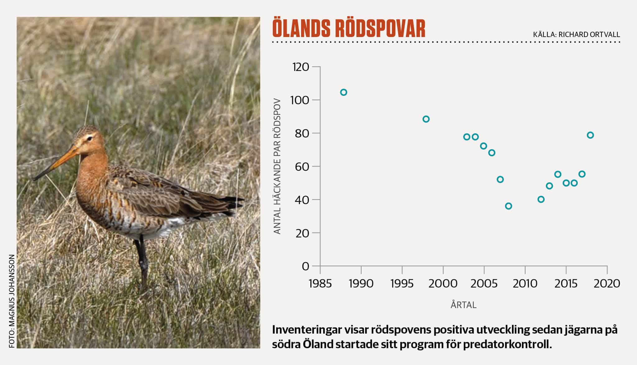 Magnus Johansson gläder sig åt rödspovens framgångar, som Ölandsjägarna har en stor del igenom sin ihärdiga jakt på predatorer.