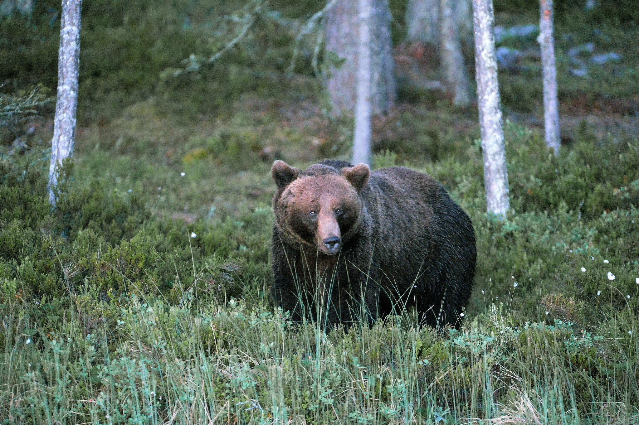 Det blir licensjakt på björn i Norrbottens län i höst.