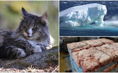 Ingen kan med förnuftet i behåll säga att syftet med att ha katt överväger den klimatbelastning missen faktiskt innebär, anser insändarskribenten.