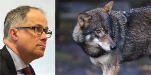 Torbjörn Larsson säger att Jägareförbundet varit mycket kritiska till hur vargförvaltningen skötts under alla år.