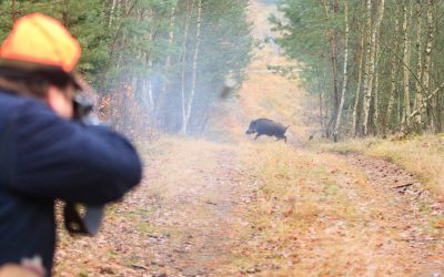 Jaktåret 2016/2017 sköts det rekordmånga vildsvin i landet.