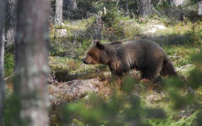 Björntilldelningen höjs kraftigt i Jämtlands län.