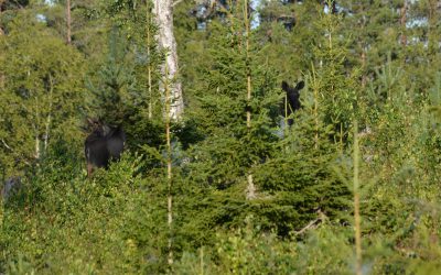 Modellen Mera tall ska spridas över landet.