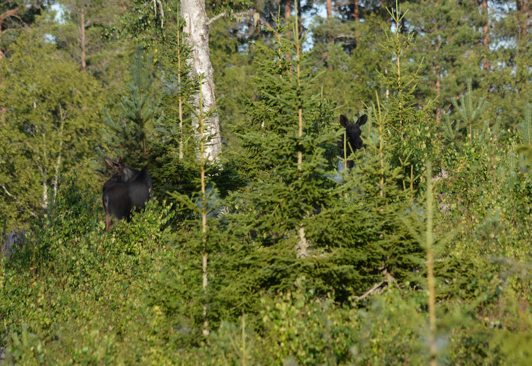 Modellen Mera tall ska spridas över landet.