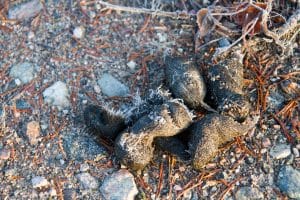 315 vargar identifierades vid spillningsinventeringen i vintras.