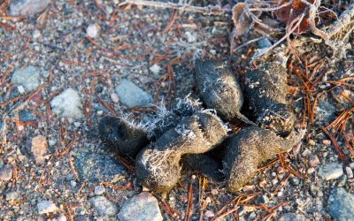 315 vargar identifierades vid spillningsinventeringen i vintras.
