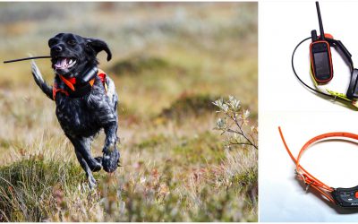 Svensk Jakt går igenom för- och nackdelar med de båda hundpejlsystemen. Foto: Olle Olsson & Lars-Henrik Andersson