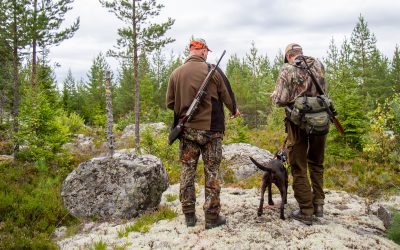 Den 21 augusti drar licensjakten på björn igång.