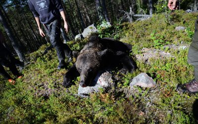 Björnjakten är redan avslutad inom Dalarnas delområde 2.