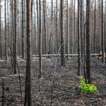 Branden i Enskogen ödelade enorma värden.