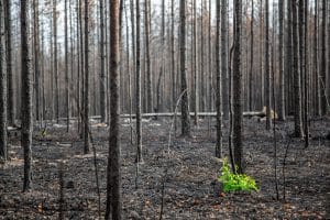 Branden i Enskogen ödelade enorma värden.
