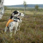Engelska_settrar_2