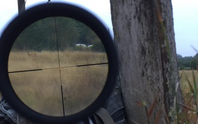 Bocken sedd genom kikarsiktet. Foto: Fredrik Forsman