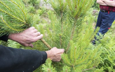 Åkomman som gör att tallplantor skjuter många toppskott är mindre utbredd än befarat, enligt Skogsforsk som inventerat förekomsten i södra Sverige.