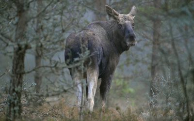 Avskjutningen måste anpassas till att det nästa höst kommer att finnas många produktiva älgkor som inte har fått någon kalv på grund av den torra sommaren, anser viltforskare.